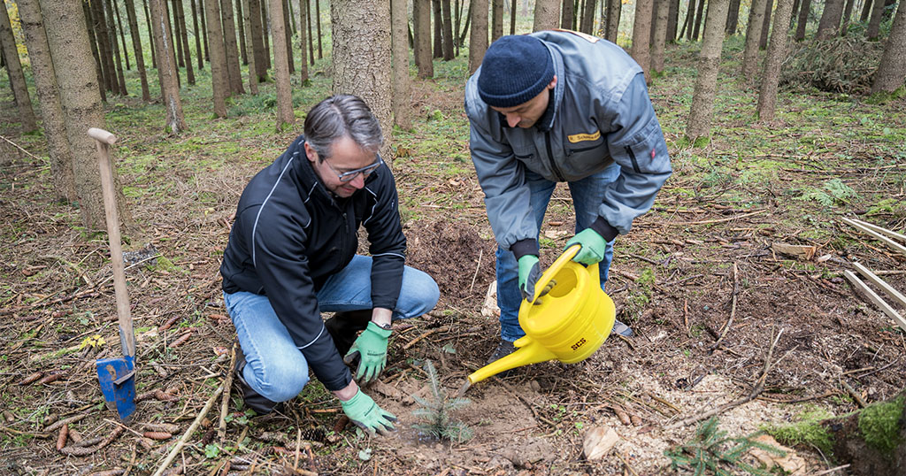 Karl Schmiederer jun. und Richard Schmiederer jun. beim Angießen eines frisch gesetzten Stecklings.